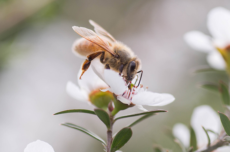 メチルグリオキサールはマヌカの花から採取された蜂蜜にしか含まれない特別な成分