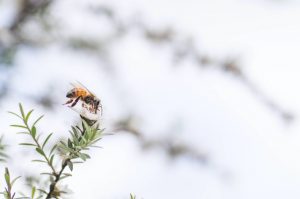 Manuka tree and bee