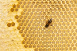 Honey bee and honey comb