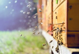 Honey bee