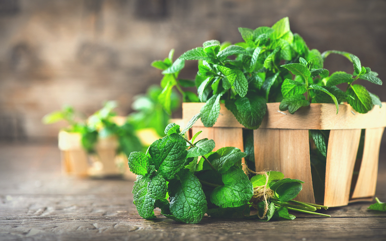 Mint leaf on the wooden table