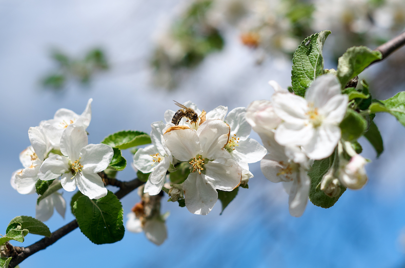 Manuka flower