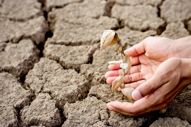 Seedling wither on dry land