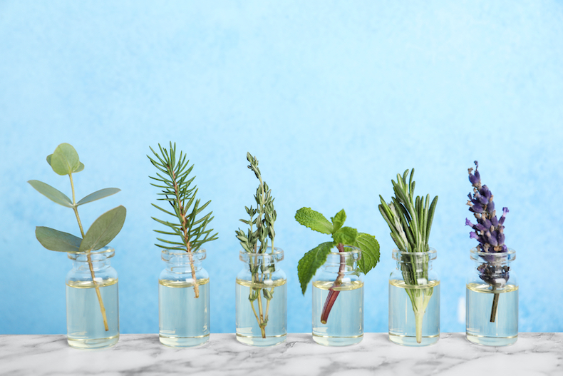 Plants and blue background