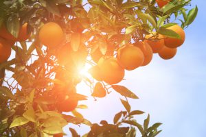 Trees with orange